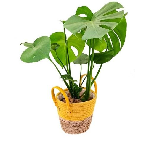 8 Tips for New Plant Parents