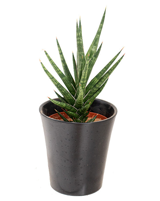 Snake Plant 'Spiky' | Sansevieria Francisii
