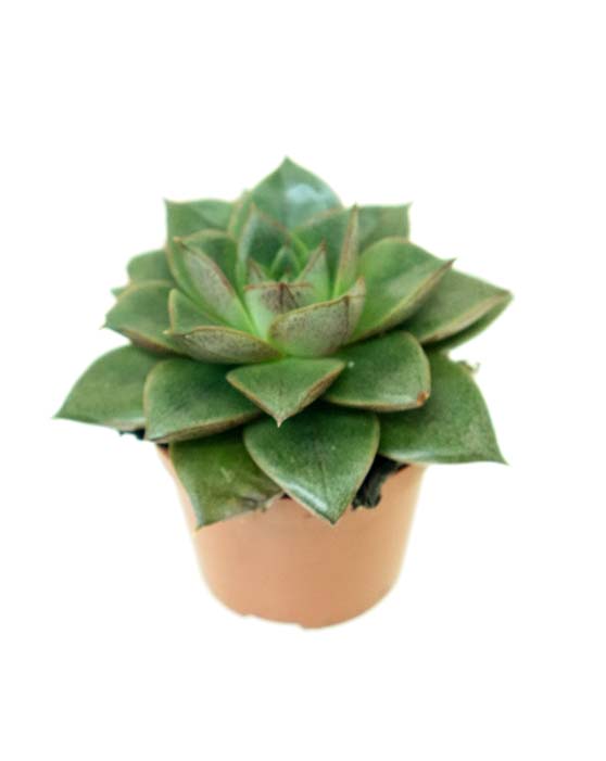 Succulent Collection | 2.5" | Assorted Wholesale