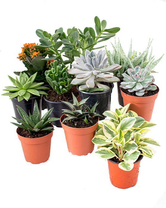 Succulent Collection | 3.5-4