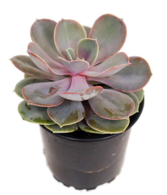 Succulent Collection | 3.5-4" | Assorted Wholesale