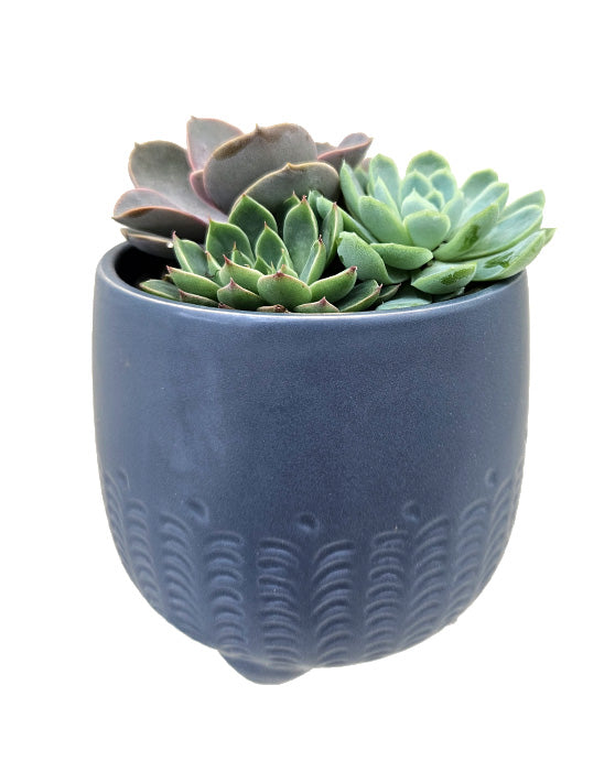 Succulente Combo | Echeveria Trio | S | 4 Inch