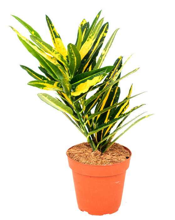 Croton 'Sunny Star' | Codiaeum variegatum