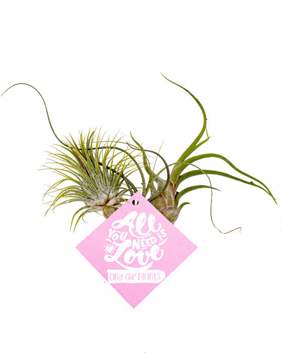 Tillandsia 'Air Plant' Assorted Wholesale