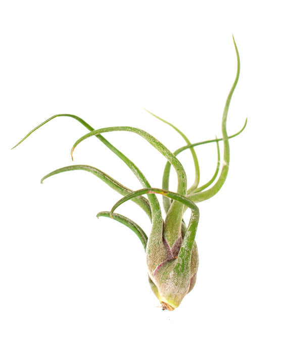 Plante d'intérieur - Tillandsia assortie