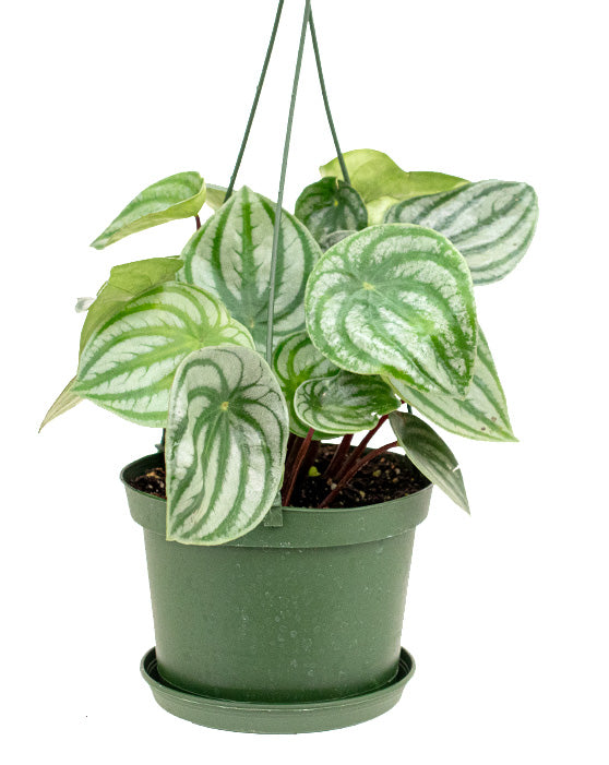 Peperomia argyreia | Peperomia argyreia