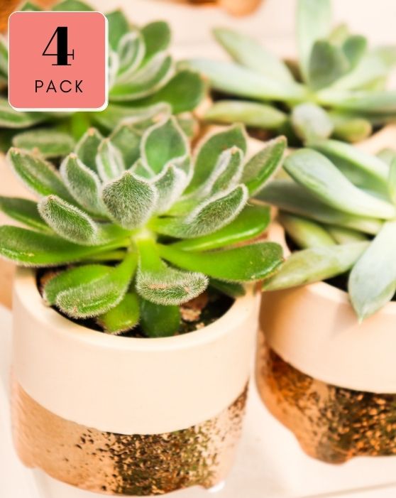 Collection de succulentes Gold Favours