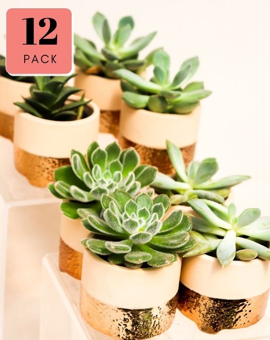 Collection de succulentes Gold Favours