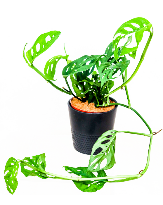 Monstera 'Usine de fromage suisse' | Adansonii