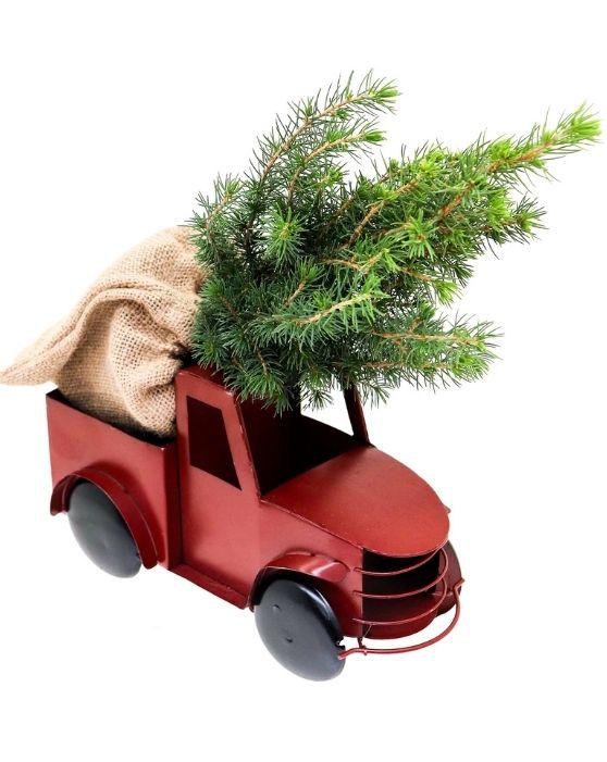 Alberta Spruce | Picea glauca 'Conica'