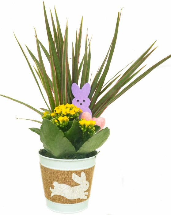 Easter Planter with Marginata Spike and Kalanchoe in White tin Planter with Burlap wrap