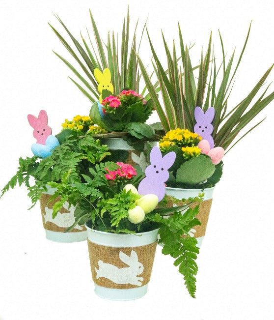Set of 2 Easter Planters in Tin white pots with a Burlap wrap with a white rabbit printed on it.  Inside the gardens are kalanchoe and a fern or kalanchoe and a marginata spike.