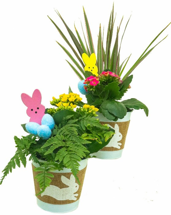 Set of 2 Easter Planters in Tin white pots with a Burlap wrap with a white rabbit printed on it.  Inside the gardens are kalanchoe and a fern or kalanchoe and a marginata spike.