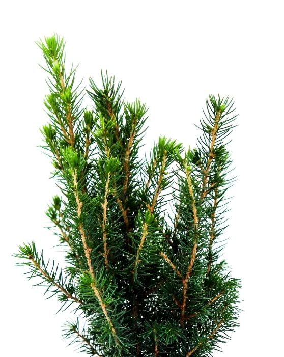 Alberta Spruce | Picea glauca 'Conica'