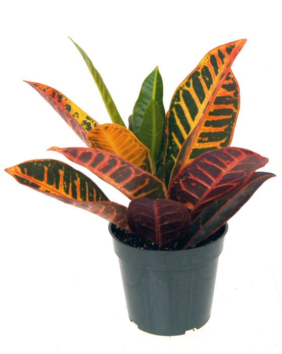 Croton Petra