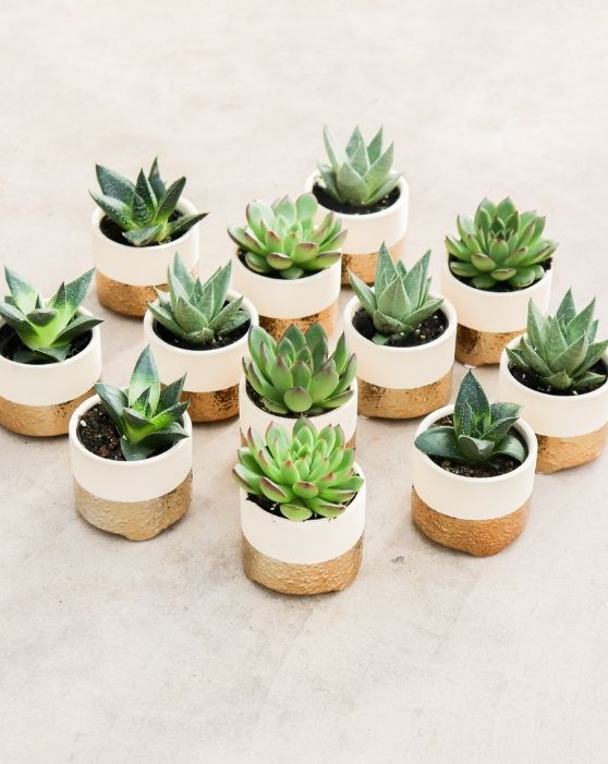 Gold Favours Succulent Collection | XS | 2.5 Inch