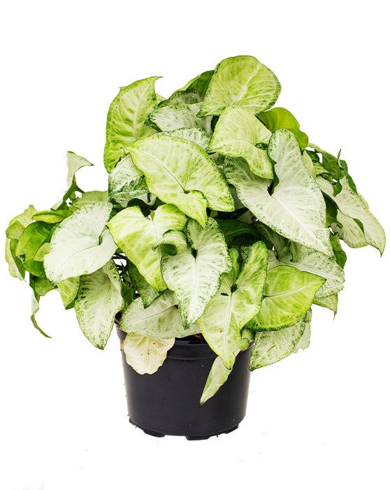 Syngonium Sunshine 'Arrowhead Plant' (plante flèche)