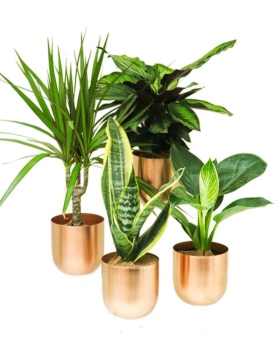 Air-Purifying Collection in Copper Pots (4-Pack)
