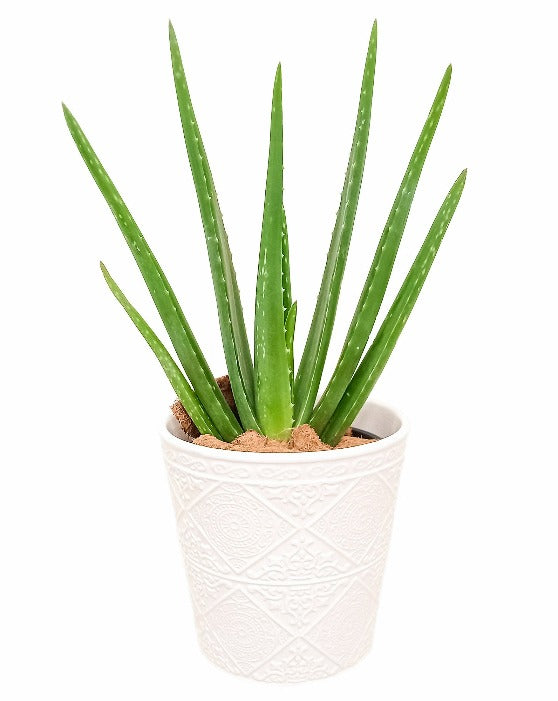 Aloe Vera | Barbadensis