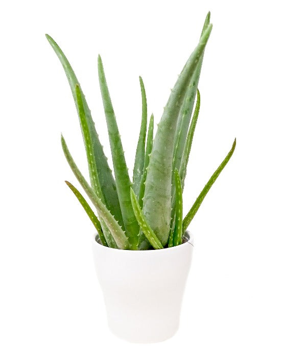 Aloe Vera | Barbadensis