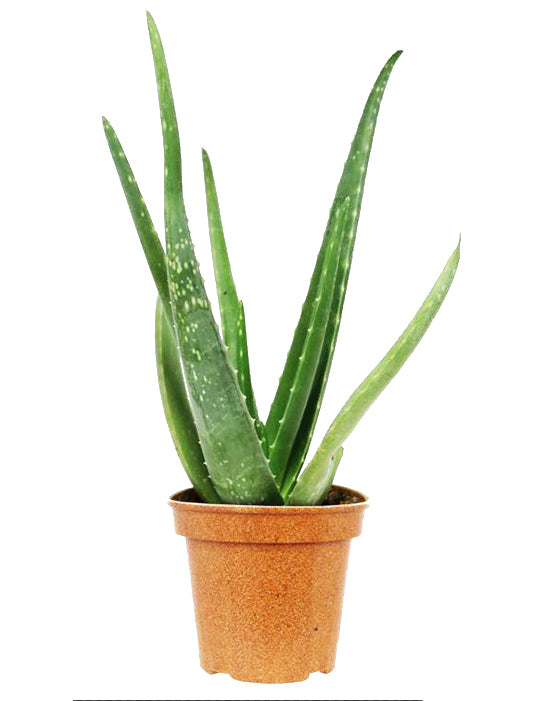 Aloe Vera | Barbadensis