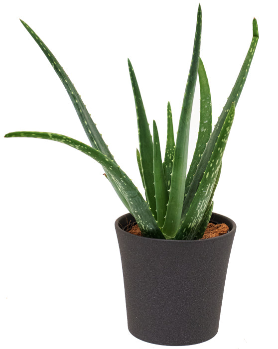 Aloe Vera | Barbadensis