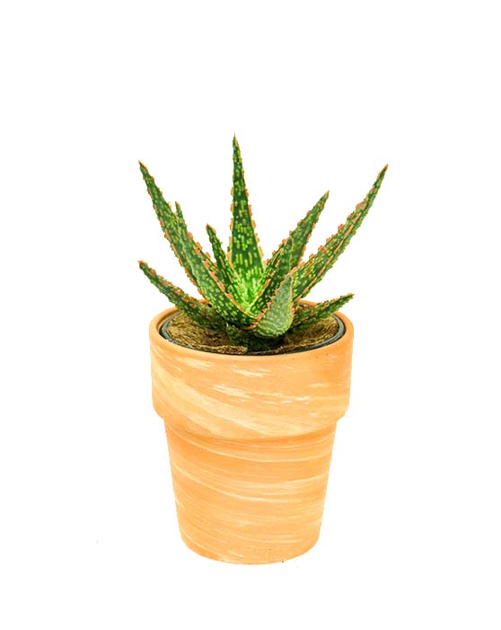 Aloe Vera 'Christmas Carol' | S | 4 Inch