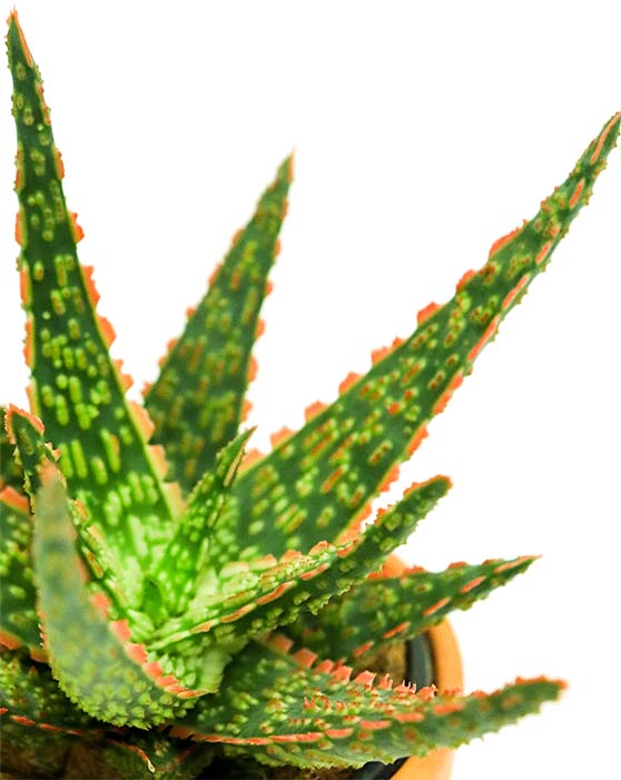 Aloe Vera 'Christmas Carol' | S | 4 Inch