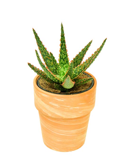 Aloe Vera 'Christmas Carol' | S | 4 Inch