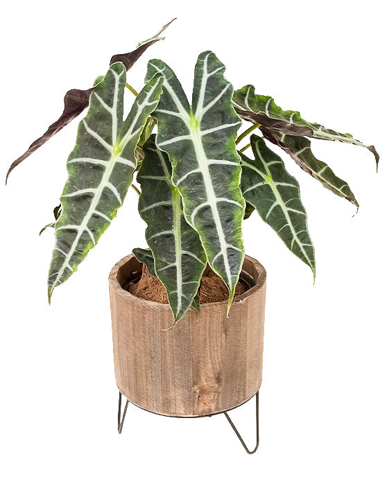 Alocasia 'African Mask, Polly' | Amazonica