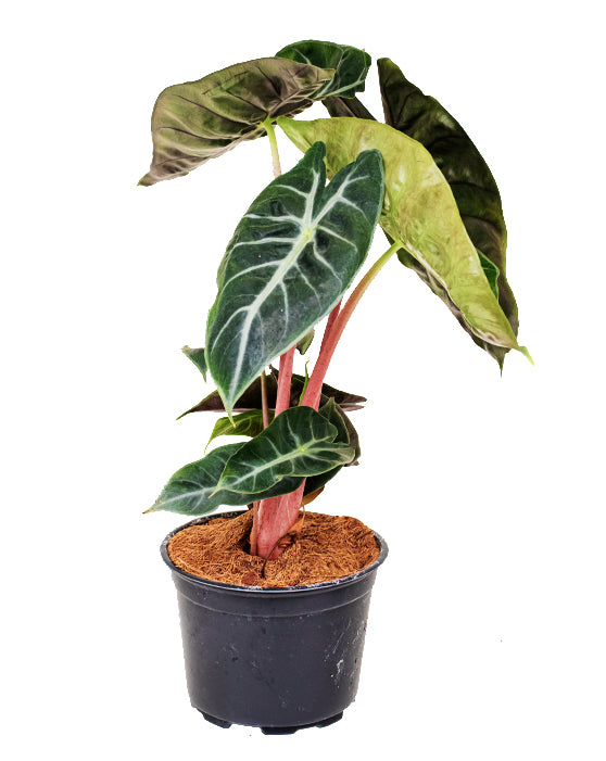 Alocasia 'Pink Princess' | M |