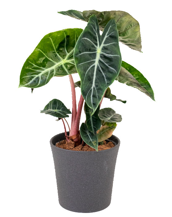 Alocasia 'Pink Princess' | M | 6 Inch