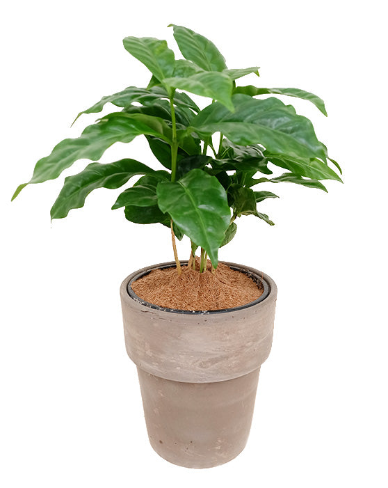 Arabian Coffee Plant | Coffea arabica