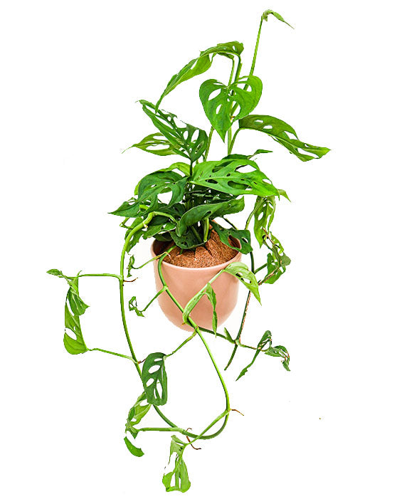 Monstera 'Usine de fromage suisse' | Adansonii