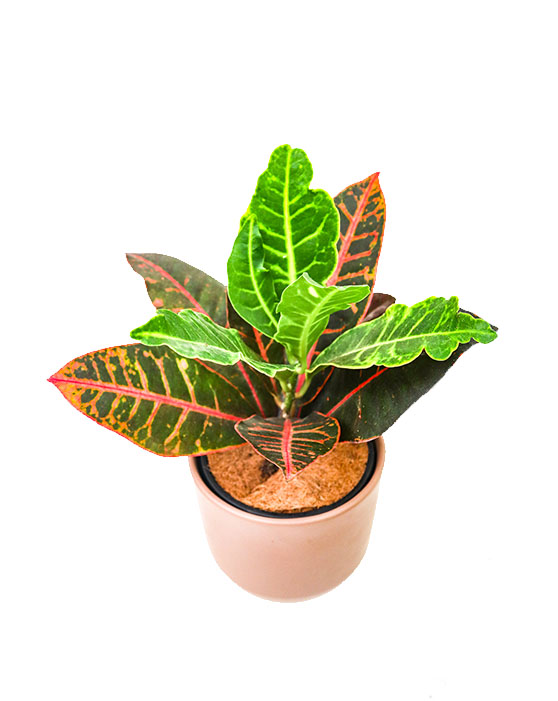 Croton 'Petra'