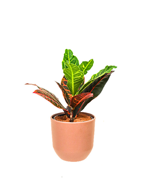 Croton 'Petra'