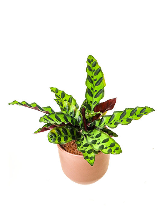 Calathea Lancifolia 'Rattle Snake' (serpent à sonnettes)