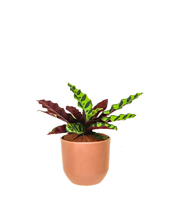 Calathea Lancifolia 'Rattle Snake' (serpent à sonnettes)