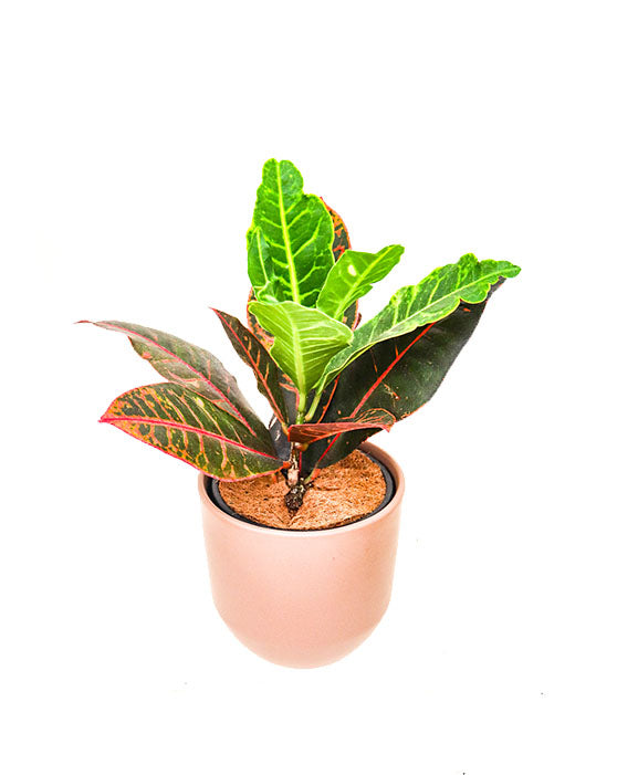 Croton Petra