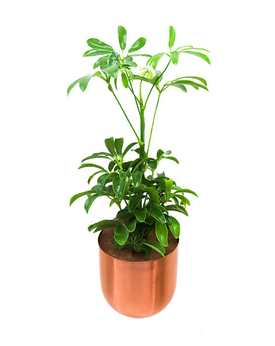 Schefflera 'Parapluie nain' (Schefflera 'Dwarf Umbrella Plant')