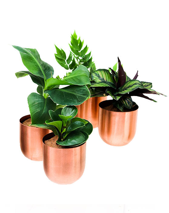 Collection de plantes d'intérieur adaptées aux animaux domestiques dans un pot Fantina (lot de 4)