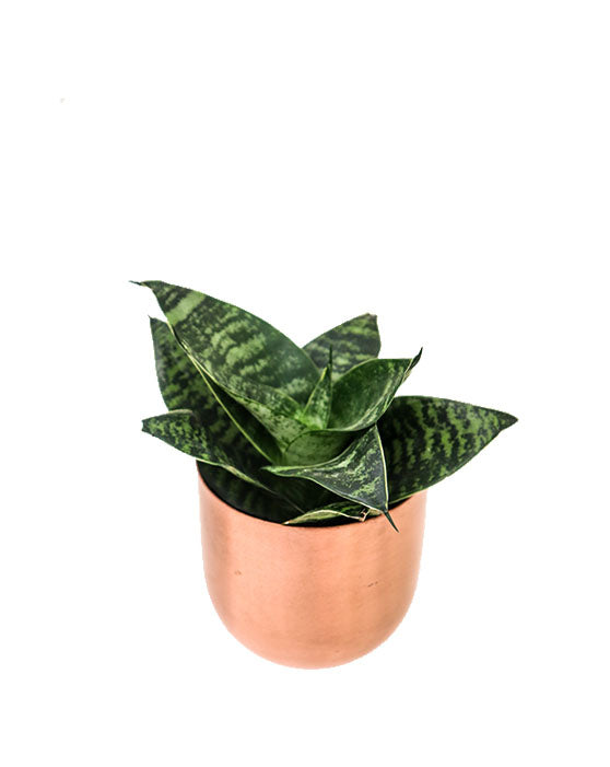 Plante Serpent 'Langue de la Mère' (Snake Plant 'Mother-in-Law's Tongue')