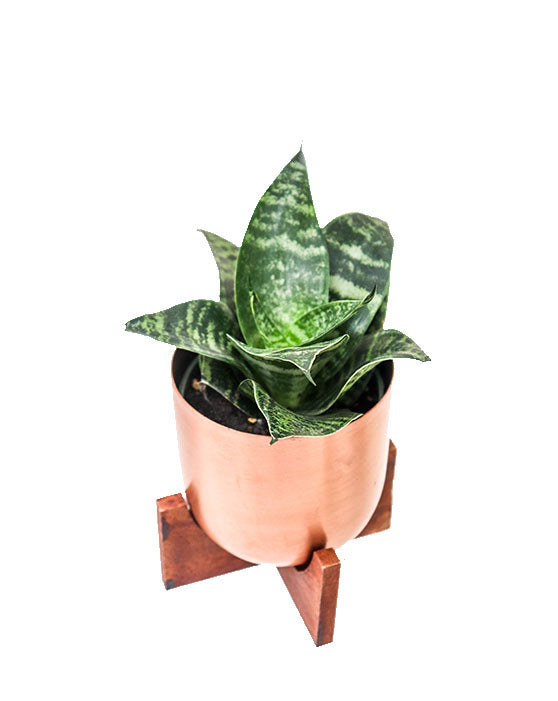 Plante Serpent 'Langue de la Mère' (Snake Plant 'Mother-in-Law's Tongue')