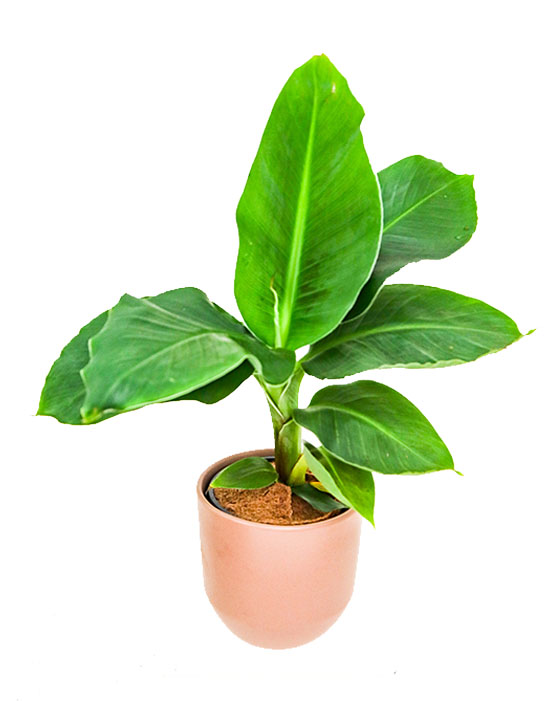Musa Dwarf Banana Tree