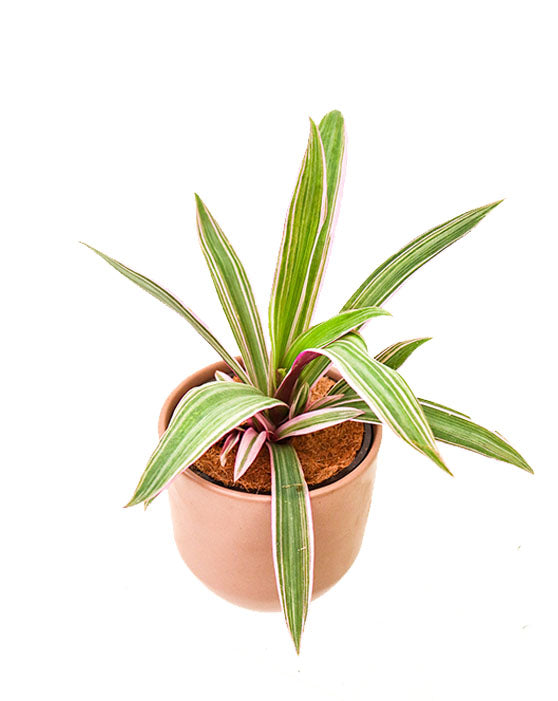 Rhoeo 'Oyster Plant' | Tradescantia spathacea | S | 4 Inch