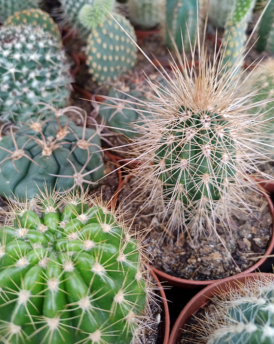 Cactus Collection | XS | 3