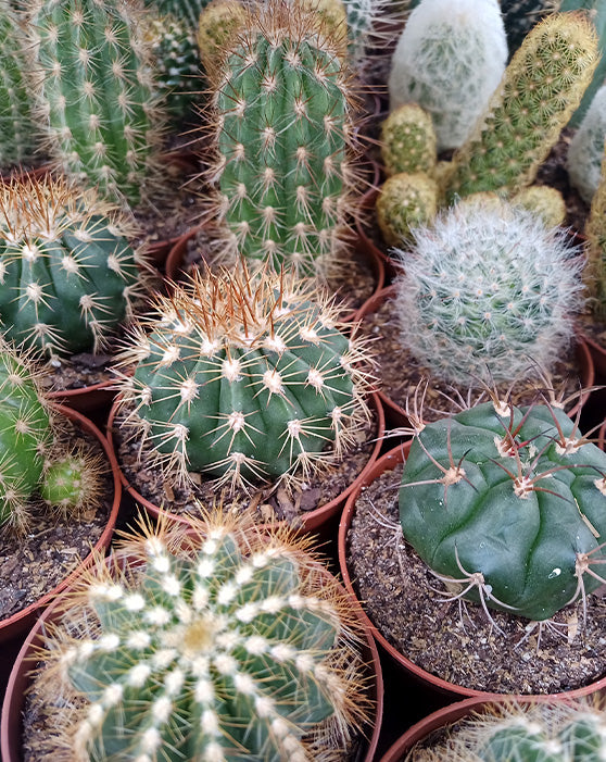 Cactus Collection | XS | 3