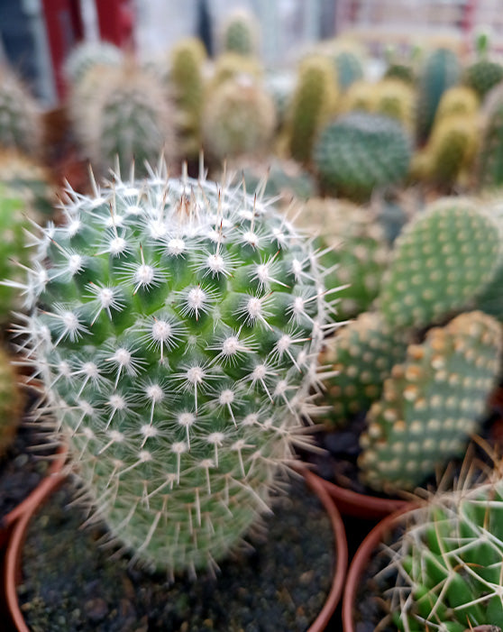 Cactus Collection | XS | 3