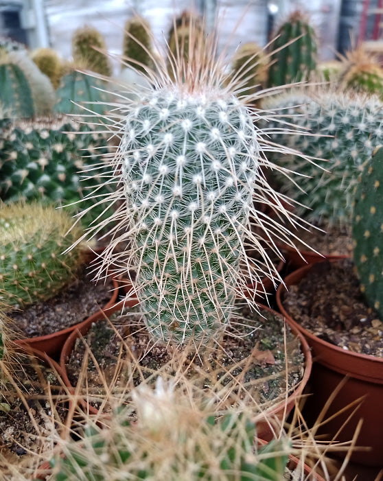 Cactus Collection | XS | 3