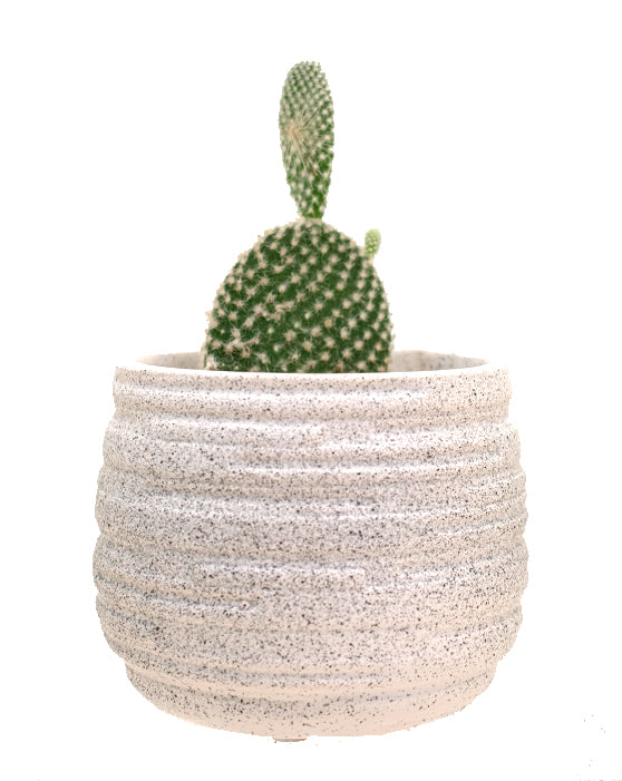 Cactus Collection | XS | 3